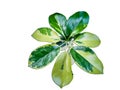 Miniature Umbrella Plant, Hawaiian Elf, ScheffleraÃÂ arboricolaÃÂ (Hayata) Merr., Die cut, white background, isolated